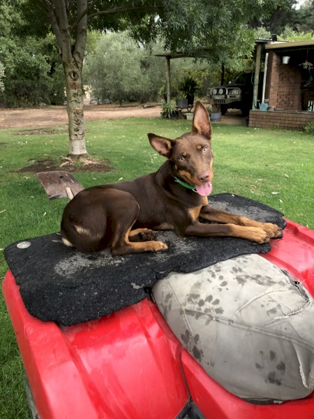Kelpie 8 months old female