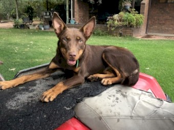 Kelpie 8 months old female