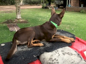 Kelpie 8 months old female