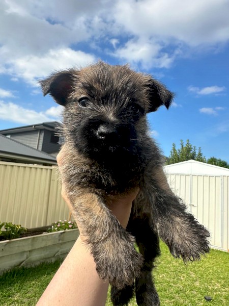 Puppies: Cairn terriers - the original working dog from Scotland!