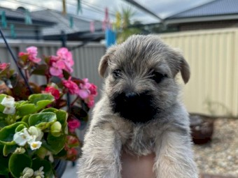 Puppies: Cairn terriers - the original working dog from Scotland!