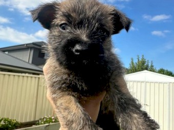 Puppies: Cairn terriers - the original working dog from Scotland!