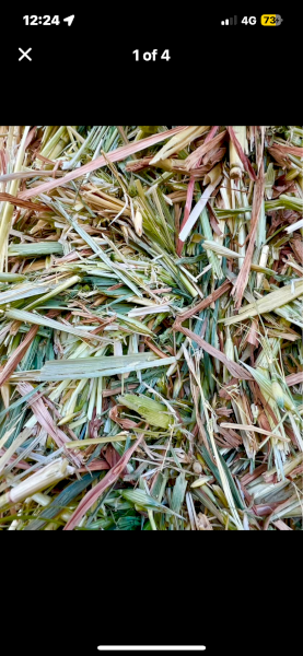 Excellent Quality Oaten Hay 