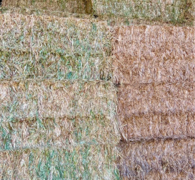 Excellent Quality Oaten Hay 