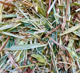 Excellent Quality Oaten Hay 