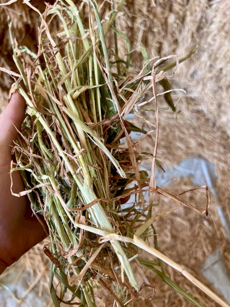 Excellent Quality Barley Hay