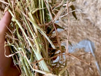 Excellent Quality Barley Hay