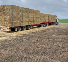 Excellent Quality Barley Hay