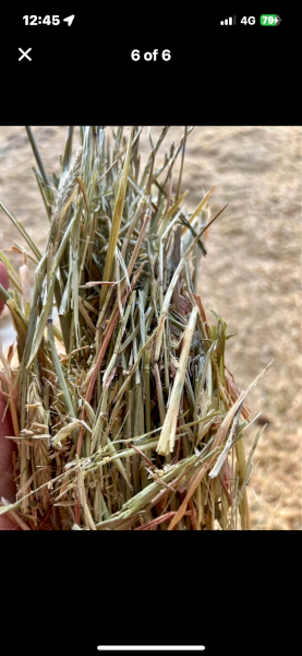 Top Quality Barley Hay  (With feedtest)