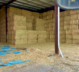 Top Quality Barley Hay  (With feedtest)