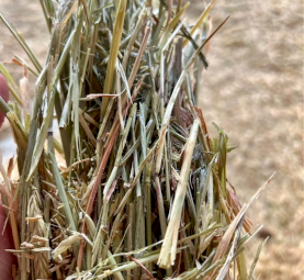 Top Quality Barley Hay  (With feedtest)