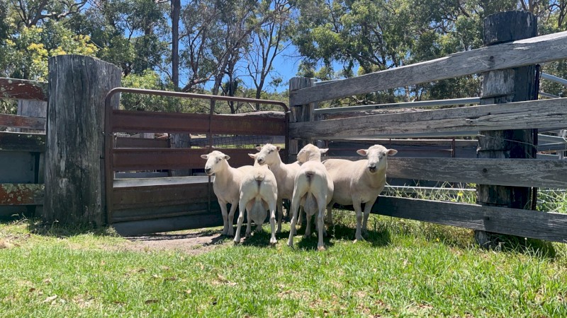 Wiltipoll Rams 