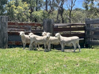 Wiltipoll Rams 