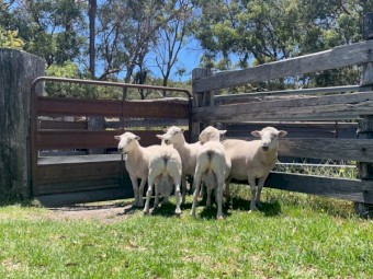 Wiltipoll Rams 
