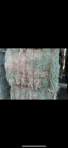 Lucerne Hay 24/25 season