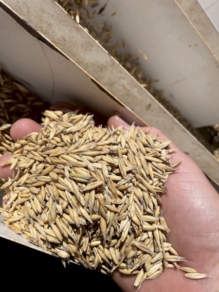 Echidna oats
