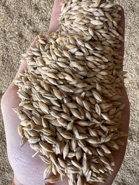 Barley Malt/Feed 1