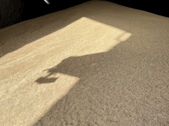 Barley Malt/Feed 1