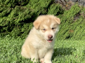 Purebred Alaskan Malamute Pups x 7