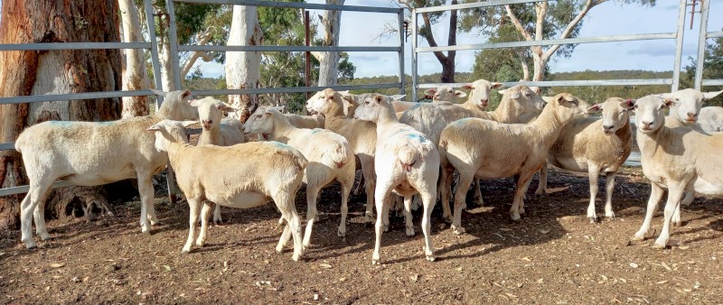 AUSTRALIAN WHITE x 1/4 Wiltipoll Ewes x 22 Station Mated to Australian White Ram