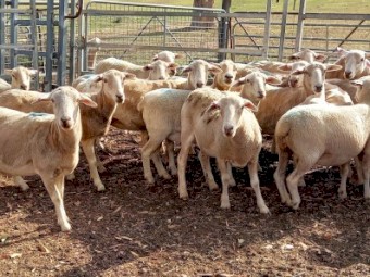 AUSTRALIAN WHITE x 1/4 Wiltipoll Ewes x 22 Station Mated to Australian White Ram