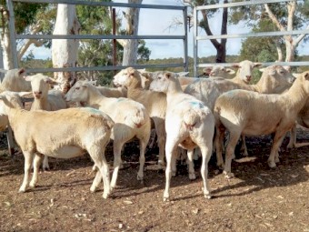 AUSTRALIAN WHITE x 1/4 Wiltipoll Ewes x 22 Station Mated to Australian White Ram