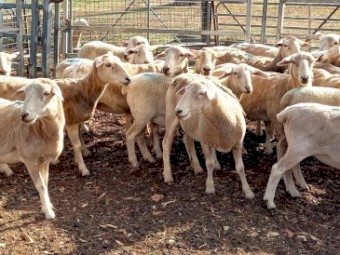 AUSTRALIAN WHITE x 1/4 Wiltipoll Ewes x 22 Station Mated to Australian White Ram