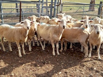 AUSTRALIAN WHITE x 1/4 Wiltipoll Ewes x 22 Station Mated to Australian White Ram