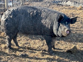 Berkshire boar