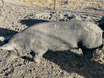 Berkshire boar