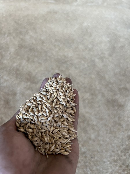 150mt Feed 2 Barley