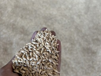 150mt Feed 2 Barley