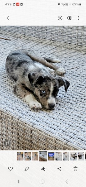 Koolie Pups