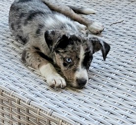 Koolie Pups