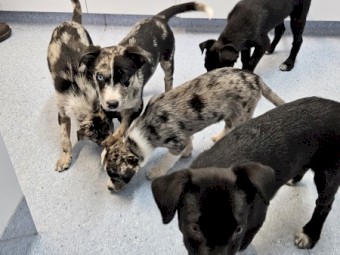 Koolie Pups