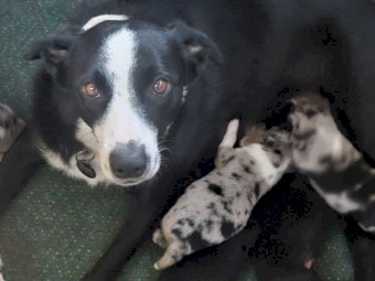 Koolie Pups