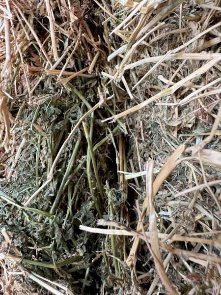 210 x Lucerne Hay 500-520kg 8x4x3 Bales 3rd Cut