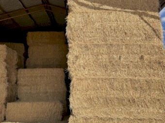 210 x Lucerne Hay 500-520kg 8x4x3 Bales 3rd Cut