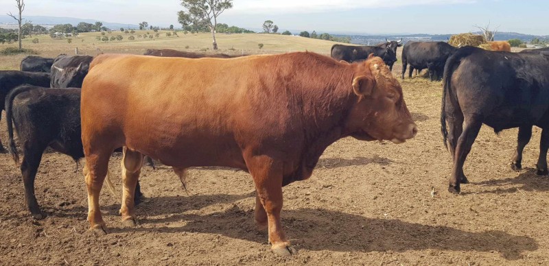 Full blood Red Wagyu Bull
