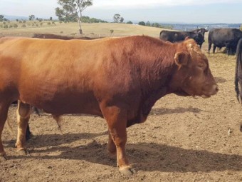 Full blood Red Wagyu Bull