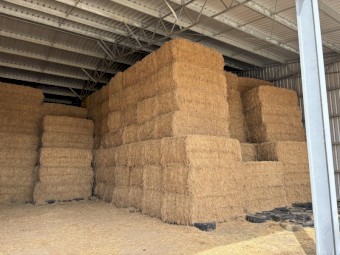1st cut lucerne