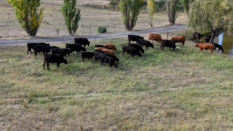 Full Blood Wagyu Black Red Cows Steers Heifers Calves