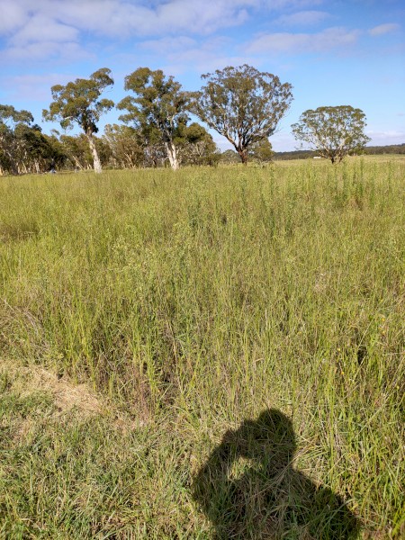 20-30 hectares pasture hay for share