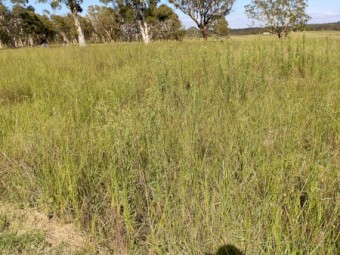 20-30 hectares pasture hay for share