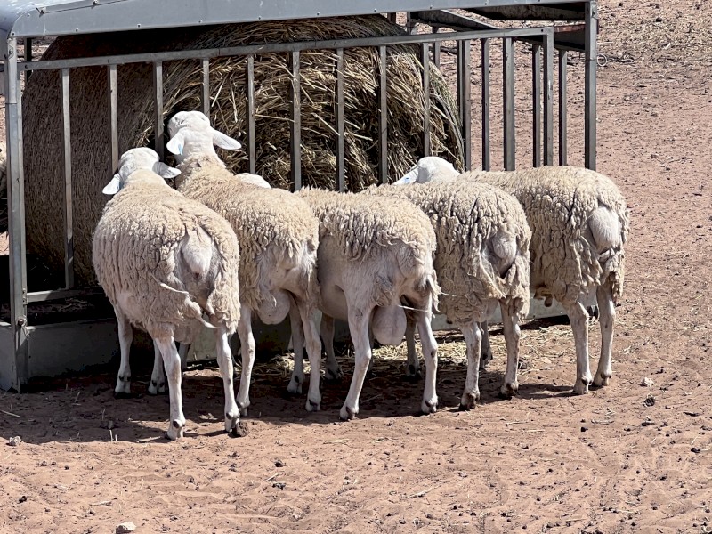 Pure Australian White Rams (Aussie Whites)