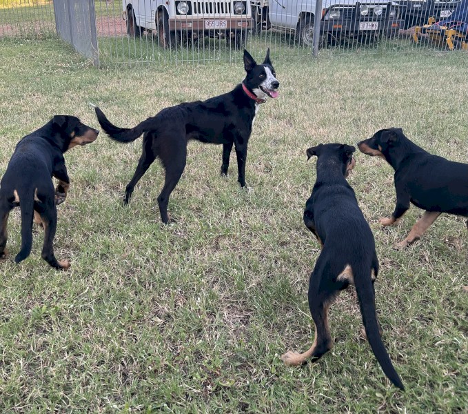 Top Kelpie 6mth old Pups - Ready to Work