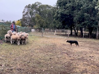 Top Kelpie 6mth old Pups - Ready to Work