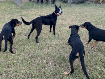 Top Kelpie 6mth old Pups - Ready to Work