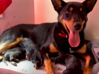 Top Kelpie 6mth old Pups - Ready to Work