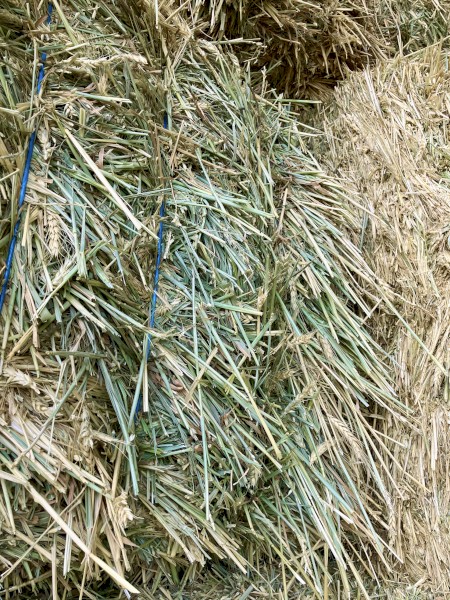 300mt Wheaten Hay 640kg 8x4x3 Bales